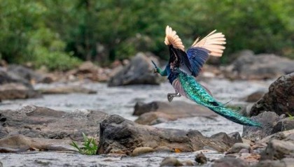 全球种群数量最集中 云南省双柏县野生绿孔雀数量目前达430只