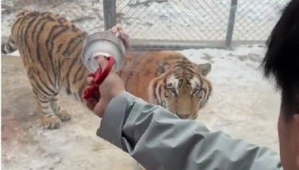 一口都吃不下？“南方小土豆”给哈尔滨的东北虎喂得都走不动道了！