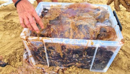 今年青岛海蜇有点多？有人一天捞上1000多斤，“最大海蜇王”超过300斤