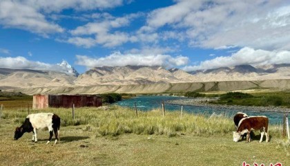 牛是如何演化和驯化而来？国际最新研究揭秘古代原牛种群遗传史