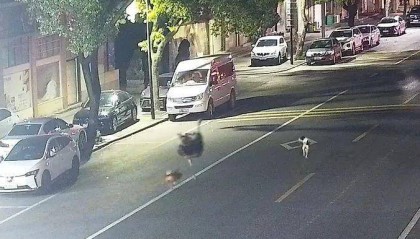 浙江车主一觉醒来傻眼了：谁干的？！警方：“肇事者”200斤，不是人