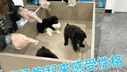 苏州去哪里买猫咪和狗狗