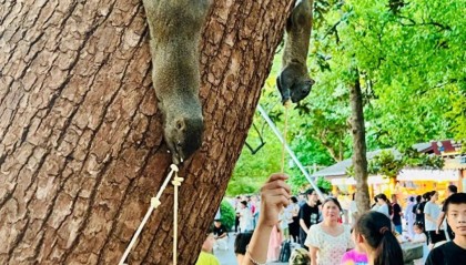 西湖边松鼠被游客投喂成“松猪”？西湖水域指挥中心回应