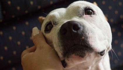 越是缺爱的狗狗，会有这5个特征，你家狗狗中招了吗？