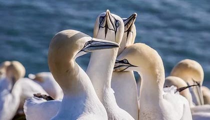 美国铸币局官宣:苹果联合创始人乔布斯,将登上美国创新1美元硬币,计划明年发行