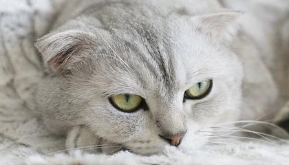 普京:俄军在对乌行动中试验新型中程高超音速导弹