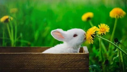 指控马斯克及特斯拉操纵狗狗币的诉讼被驳回