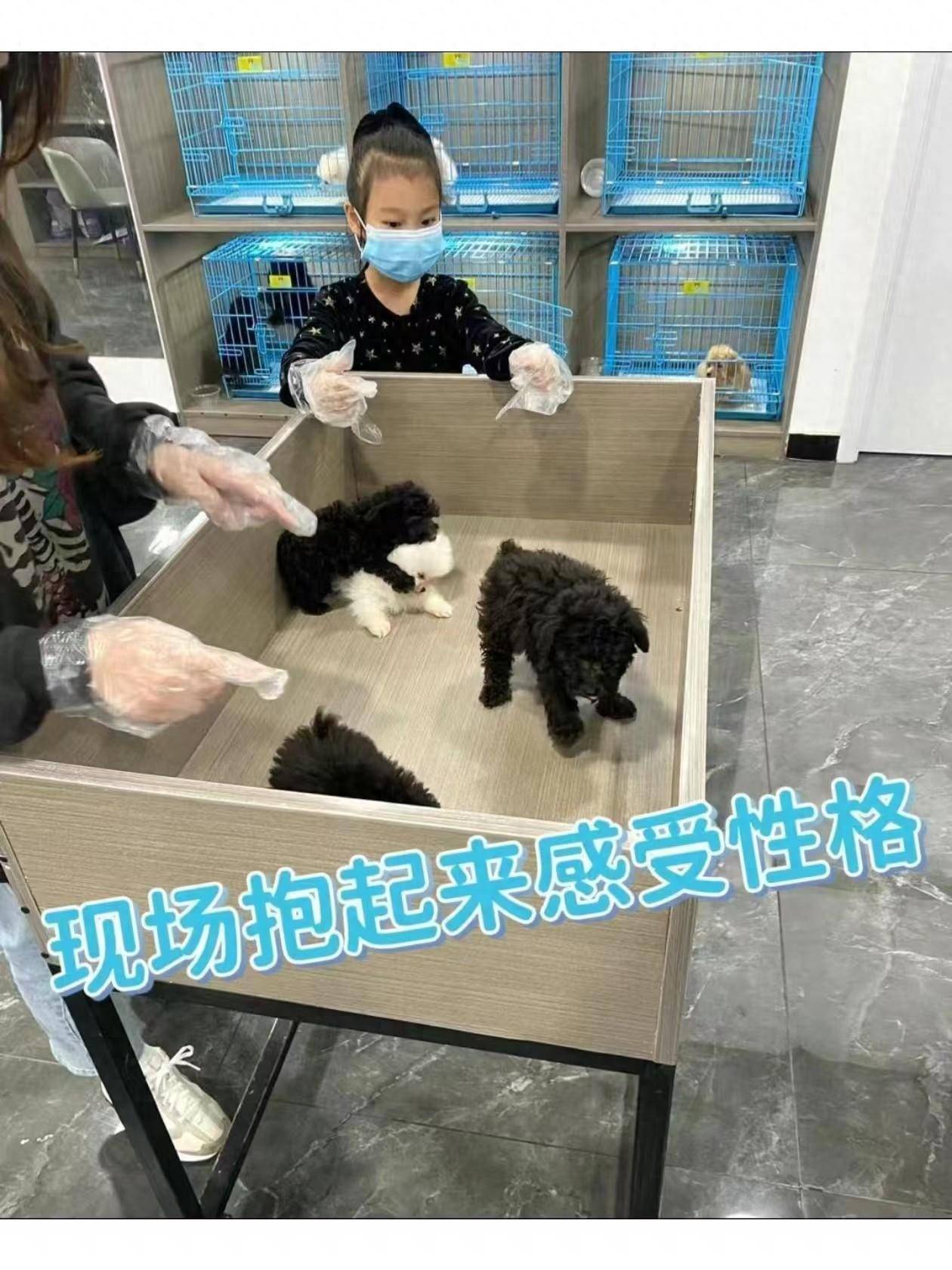 苏州去哪里买猫咪和狗狗