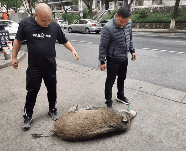 “疯狂”的野猪,“赔本”的猎人