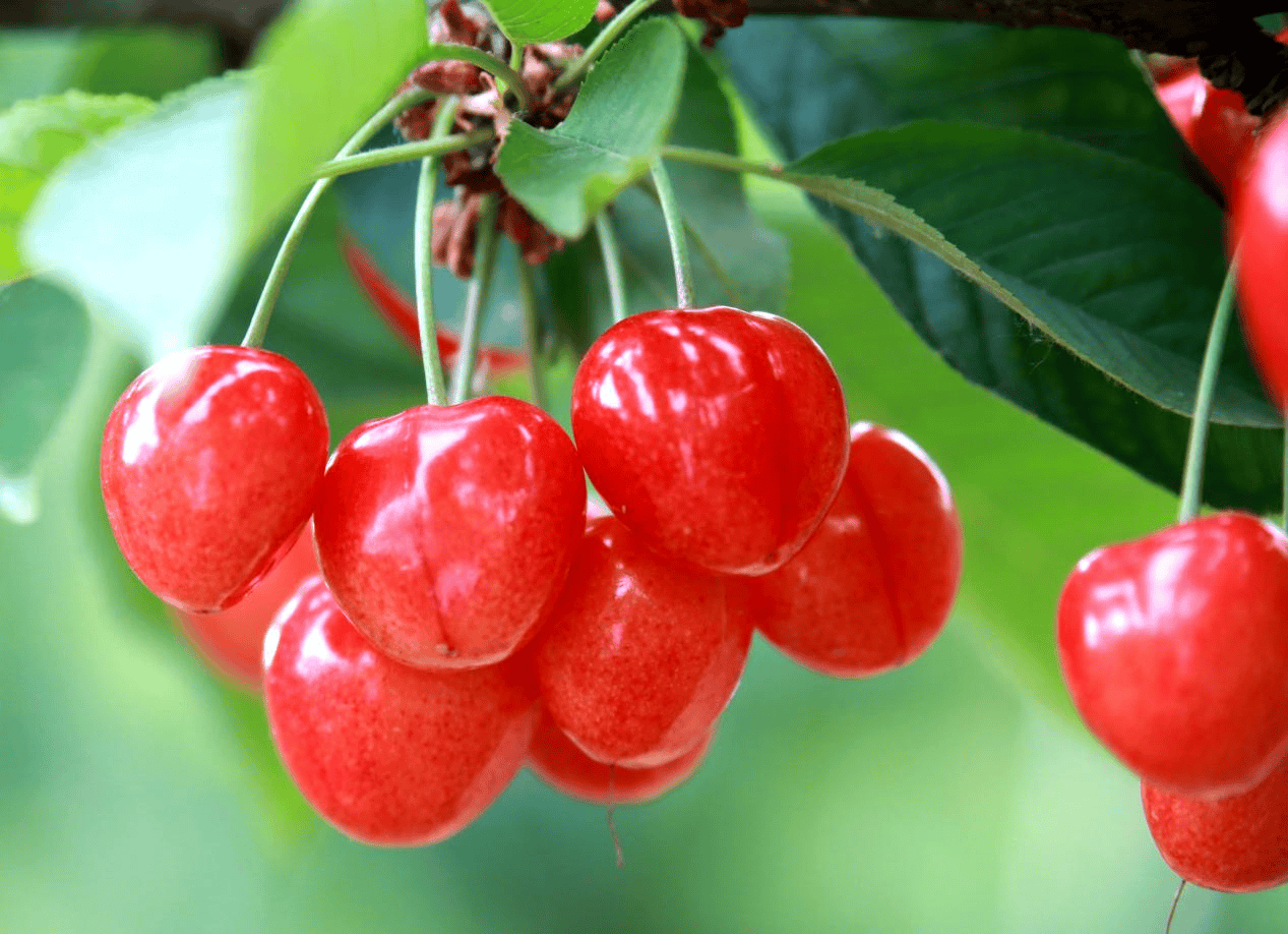 “含糖量”极高!解锁“北方水果公园”山西万荣的甜蜜