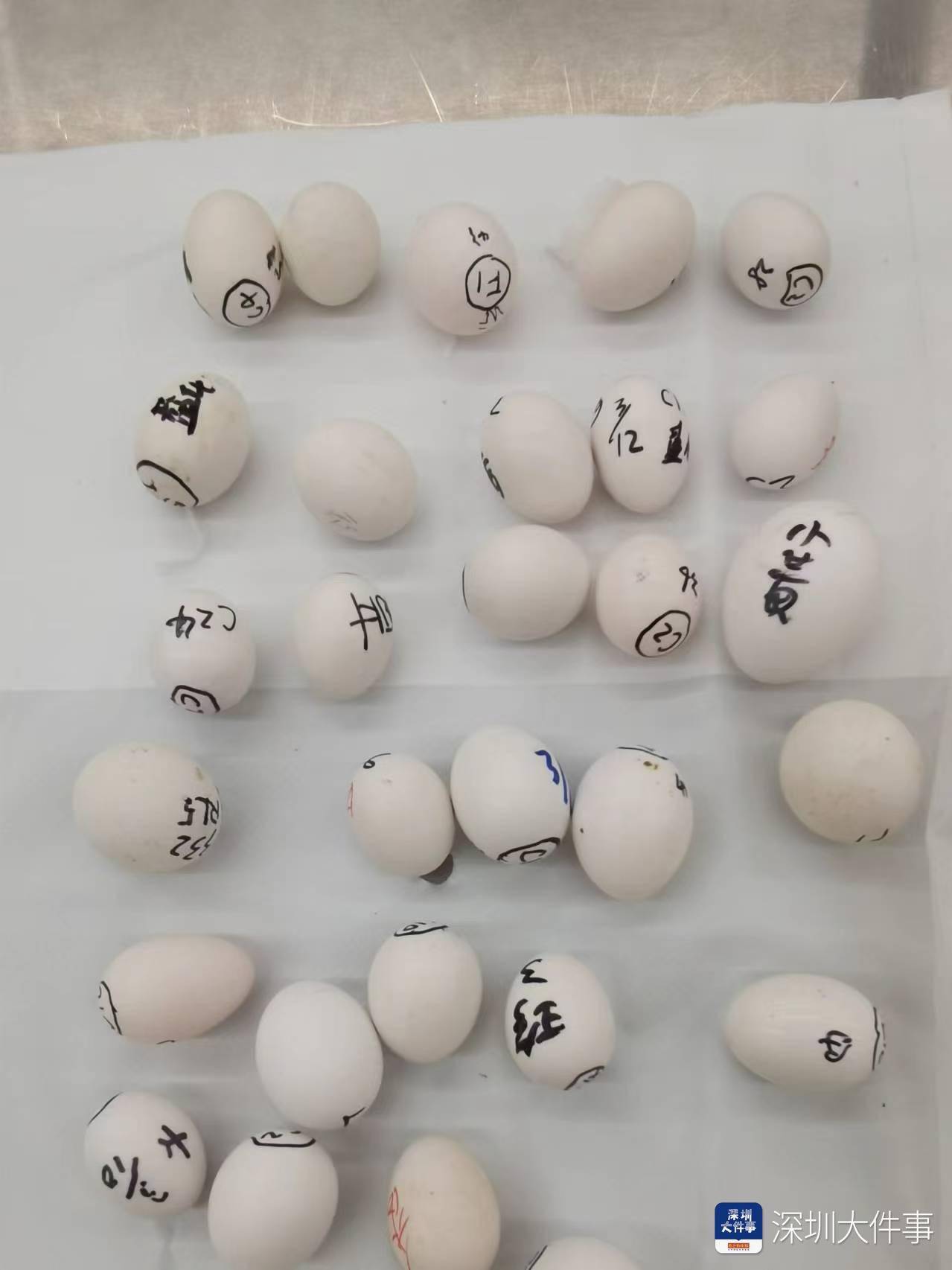 超千枚蛋、案值达700万!深圳破获一起走私濒危鹦鹉蛋大案
