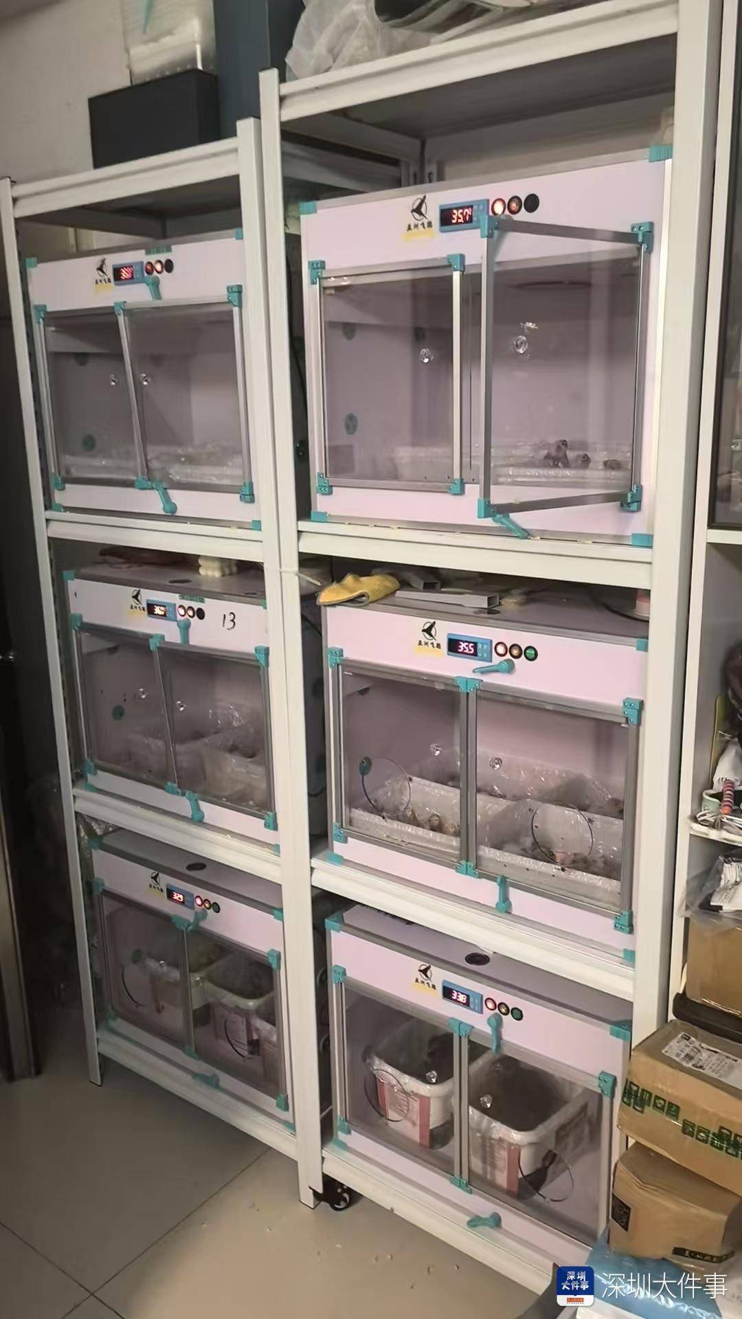 超千枚蛋、案值达700万!深圳破获一起走私濒危鹦鹉蛋大案