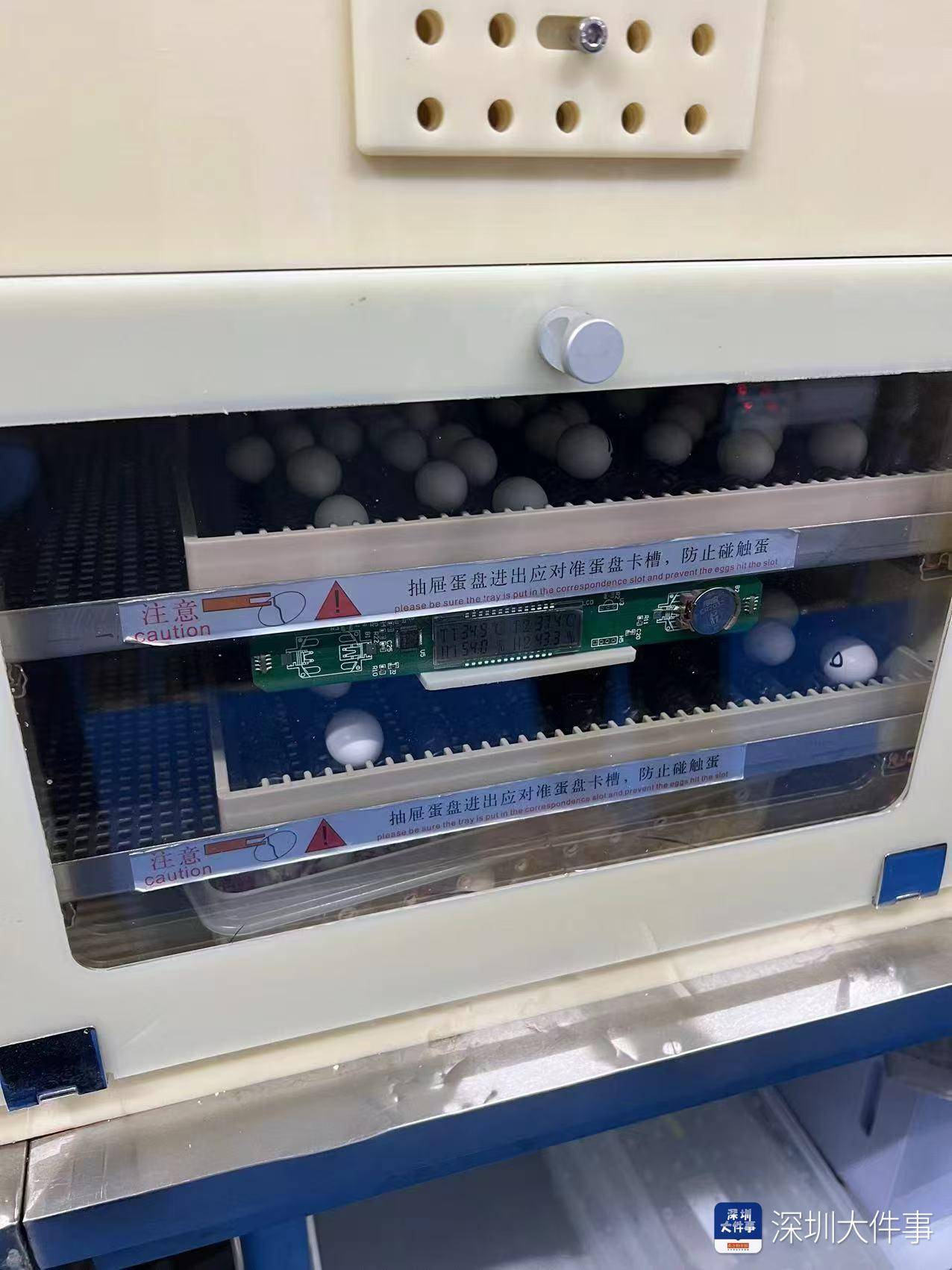 超千枚蛋、案值达700万!深圳破获一起走私濒危鹦鹉蛋大案