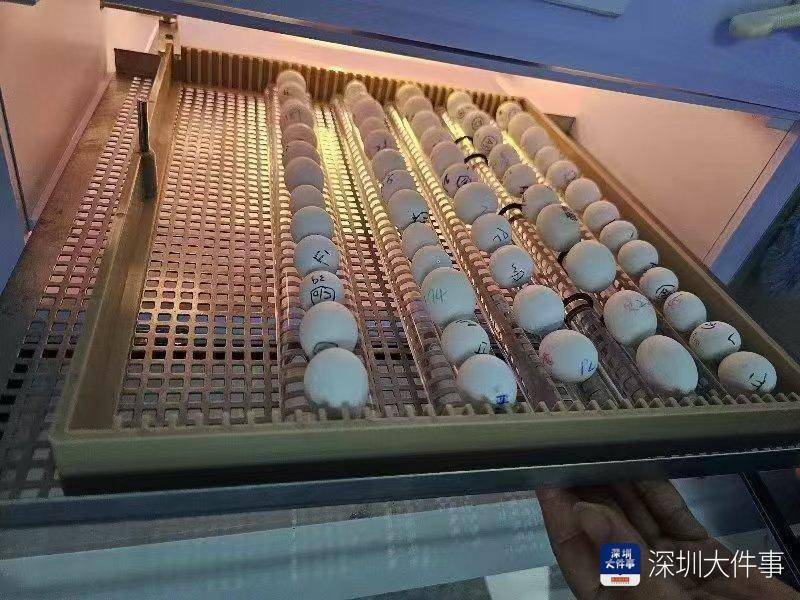 超千枚蛋、案值达700万!深圳破获一起走私濒危鹦鹉蛋大案