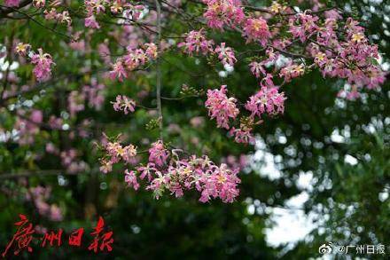 冷空气明天凌晨到达广州市区,后天起转为晴冷