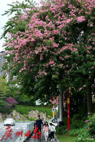 冷空气明天凌晨到达广州市区,后天起转为晴冷