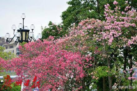 冷空气明天凌晨到达广州市区,后天起转为晴冷