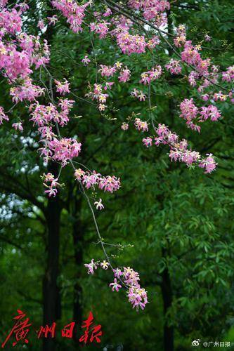 冷空气明天凌晨到达广州市区,后天起转为晴冷