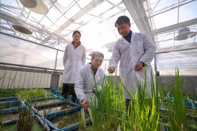 “二十一连丰”，中国粮食过剩了吗？