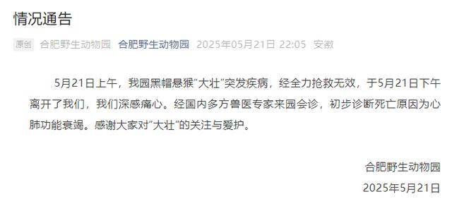 网红猴“大壮”突然离世!曾因方脸“丑”出圈