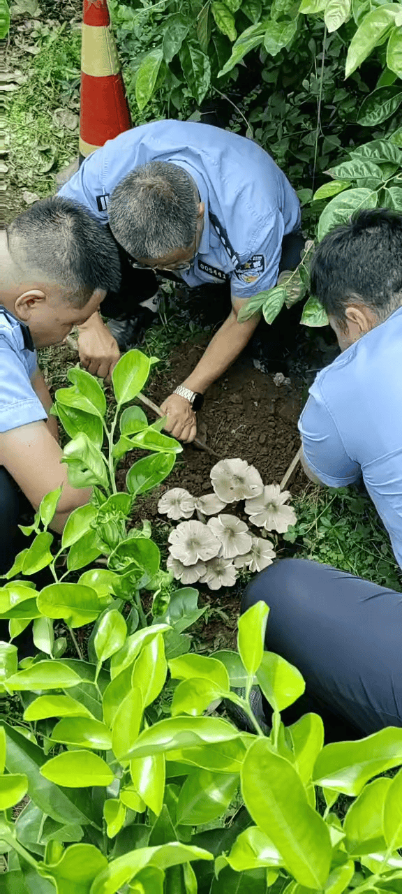 云南一派出所草坪连续36年长鸡枞:比老民警警龄还长,大自然的馈赠没有停过