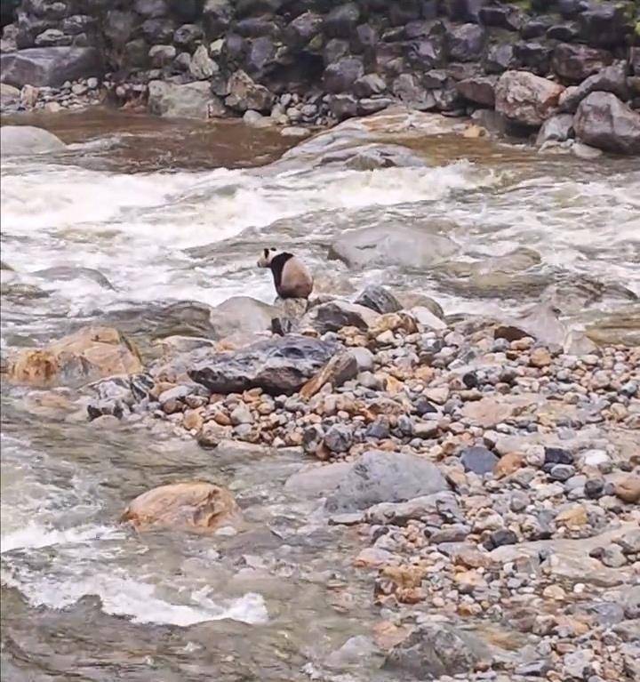 游客在陕西龙吟峡偶遇大熊猫过河,景区:系纯野生秦岭大熊猫,今年首次发现