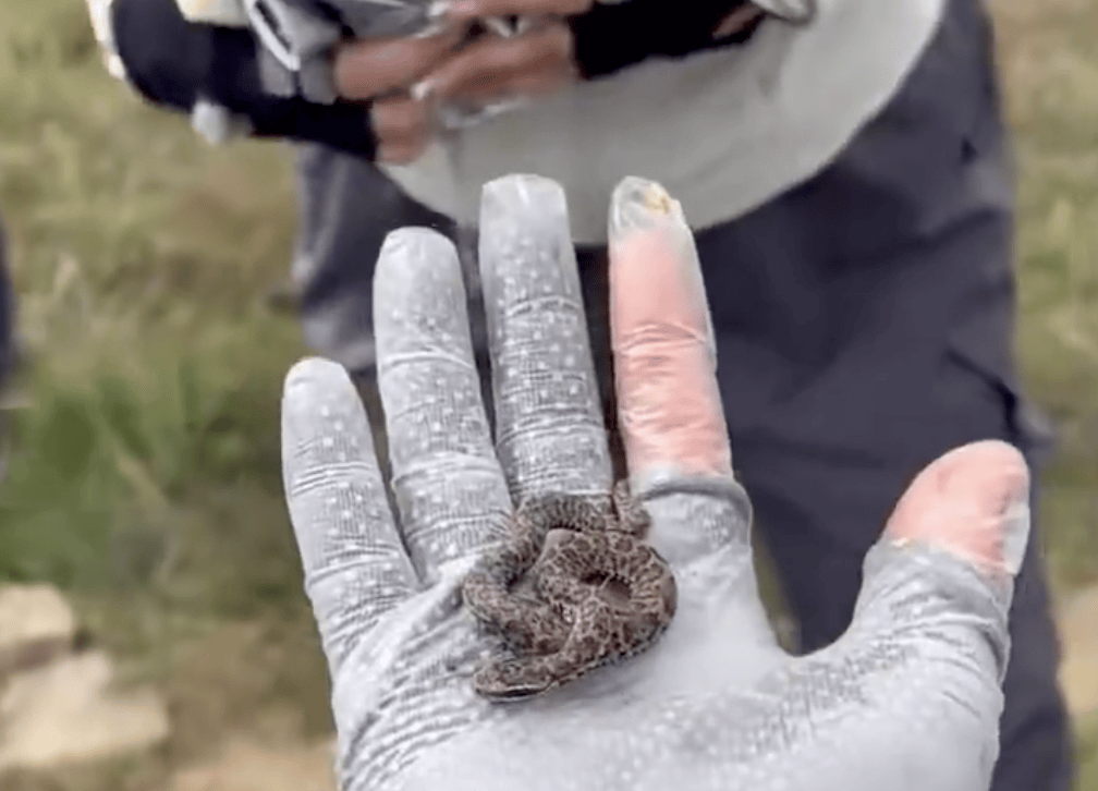 后怕！驴友爬山捡到幼蛇轮流抚摸，专家：有剧毒
